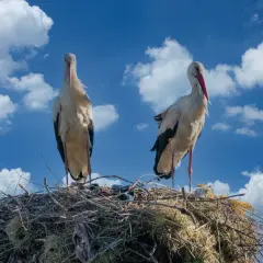 Dwa bociany stojące na gnieździe na tle błękitnego nieba z chmurami.