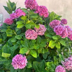 Un buisson d'hortensias aux fleurs roses et violettes, un spectacle pour les yeux. La fleur d'hortensia est magnifique.