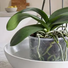 Orchidée en pot transparent trempant dans une soucoupe d'eau. Les racines aériennes indiquent quand arroser une orchidée.