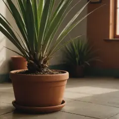 Gros plan sur un yucca en pot, ses longues feuilles tombantes créant une ombre douce sur le sol. D'autres plantes similaires sont visibles en arrière-plan.
