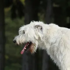 Perro blanco con pelaje largo y desaliñado, jadeando con la boca abierta. Podría ser un síntoma de tos cardiaca en perros.