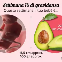 Maschio feto di 16 settimane, grande come un avocado, misura 11,5 cm e pesa circa 100 grammi.