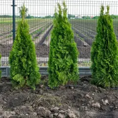 Świeżo posadzone tuje tworzą zielony żywopłot. Widać system nawadniania kropelkowego, idealny do przesadzania tui.