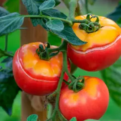 Tomaterna på plantan är mogna och röda med gula toppar. De behöver vattnas för att inte spricka.