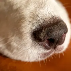 Close-up of a dog's wet nose. This moisture helps dogs smell better, capturing scent particles.
