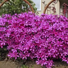 Ein Teppich aus pinken, bienenfreundlichen Phlox-Blüten bedeckt den Boden, umrahmt von rostigen Metallbögen.