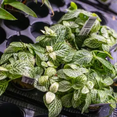 Rośliny do terrarium: przewodnik po wyborze, sadzeniu i bezpieczeństwie