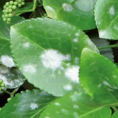 Foglie verdi di piante con macchie bianche, sintomo di mal bianco.