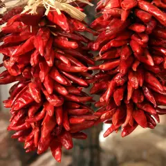 Getrocknete rote Peperoncini hängen in Bündeln. Diese scharfen Chilis, auch Peperoncino genannt, sind ein Muss für würzige Gerichte.