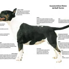 Un bull terrier blanco y negro, con su característica cabeza de huevo, posa con atención.