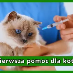 Kot z niebieskimi oczami otrzymuje zastrzyk. Weterynarz podaje leki, aby pomóc w leczeniu otwartych ran u kota.