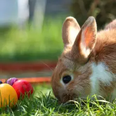 Zajączek wśród kolorowych pisanek. Wesołych życzeń na Wielką Sobotę!