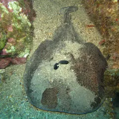 Un pez guitarra camuflado entre los peces de arena, con su cuerpo plano y textura arenosa, se esconde cerca de rocas cubiertas de algas.