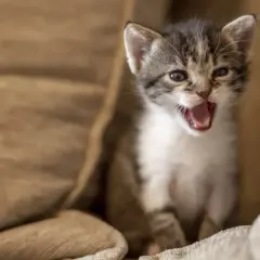 Gatito maullando fuerte, ¿cómo callar a un gato por la noche? Quizás un juguete o una caricia lo calmen.