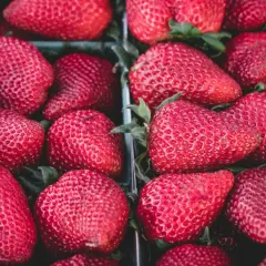 Un mar de fresas rojas y jugosas, un festín para la vista que te hace soñar con fresas.
