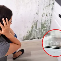 Jak usunąć grzyb ze ściany? Poradnik eksperta i skuteczne metody