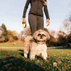 Un Shih Tzu peludo y adorable, listo para aprender cómo adiestrar a un cachorro, pasea con su dueño en un parque otoñal.