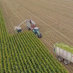 Macchinari agricoli raccolgono mais per fare insilato di erba in un campo.