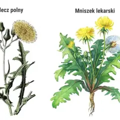 Jak odróżnić mniszka lekarskiego od chwastów? Poradnik ogrodnika