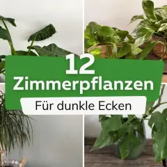 Vier Zimmerpflanzen, die auch ohne viel Licht gedeihen. Perfekt für dunkle Ecken.