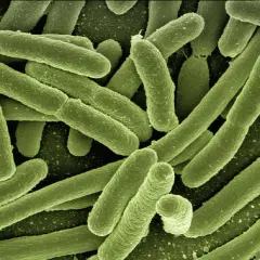 Lactobacillus w pochwie: 5 najważniejszych szczepów