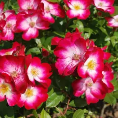 Un bouquet de roses aux pétales bicolores, rouge vif et blanc, évoquant les noms de roses célèbres. Leurs cœurs jaunes contrastent avec le feuillage vert.