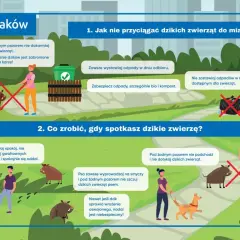Dzik w mieście: Jak się zachować, zgłosić i zabezpieczyć?