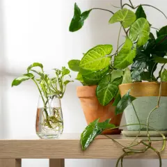 Syngonium rozmnażanie: sadzonka z korzeniami w szklance obok dwóch doniczek z roślinami.