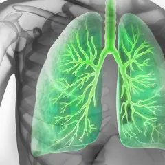 Illustration der Lunge mit Bronchien. Informationen zu Lungenspiegelung Risiken sind wichtig für Patienten.