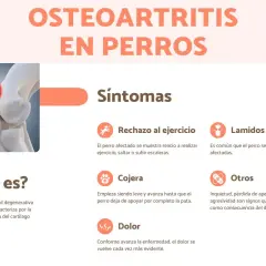 Infografía sobre la osteoartritis en perros, detallando síntomas como rechazo al ejercicio, lamidos, cojera y dolor.