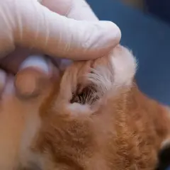 Tierarzt untersucht das Ohr einer Katze, möglicherweise wegen eines Vestibularsyndroms. Ein kleiner dunkler Punkt ist im Gehörgang sichtbar.