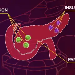 Il pancreas produce insulina e glucagone, ormoni essenziali per regolare la glicemia.