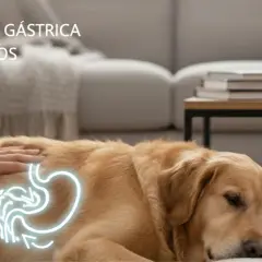 Un perro golden retriever descansa mientras una mano acaricia su lomo, sobre el cual se ilumina un diagrama del estómago, alertando sobre la torsión gástrica en perros.