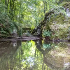 Riflessi verdi nell'acqua di un ruscello nella faggeta del Monte Amiata, tra rocce muschiose e alberi rigogliosi.