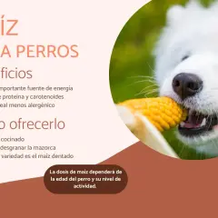 Un perro blanco y esponjoso muerde una mazorca de maíz. El maíz es un cereal beneficioso para perros, aportando energía y nutrientes.