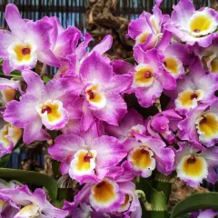 Kwiaty Dendrobium nobile w pełnym rozkwicie, piękny przykład uprawy w domu.