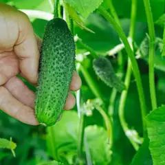 Eine Hand hält eine junge Gurke. Die Pflanze wächst üppig, denn Gurken brauchen viel Sonne, um gut zu gedeihen.