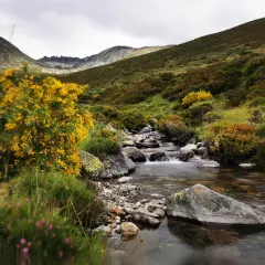 Arroyo cristalino serpentea entre rocas y vegetación, ideal para rutas montaña palentina. Flores amarillas y moradas adornan el paisaje.