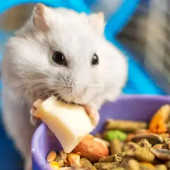 Un hámster blanco come un trozo de queso, mostrando lo que comen los hámsters: una mezcla de semillas y pellets en un cuenco morado.
