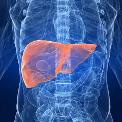 Leber in orange hervorgehoben, um fettleber symptome zu veranschaulichen. Anatomische Darstellung des menschlichen Körpers.