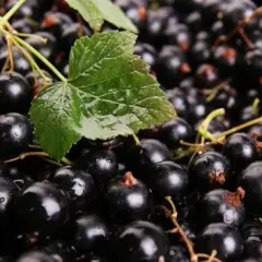 Kiedy jest sezon na porzeczki? Odkryj najlepszy czas na zbiór