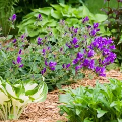 Fioletowe dzwonki, czyli campanula po przekwitnięciu, tworzą bujne kępy wśród zieleni.