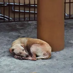 Un perro abandonado duerme acurrucado en el suelo. Si te encuentras un perro abandonado, busca ayuda.
