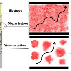 Badanie PT - co to za badanie i dlaczego jest tak ważne?