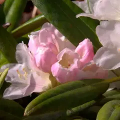 En vacker azaleabuske med rosa och vita blommor.