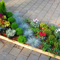Was pflanzt man jetzt auf dem Friedhof? Eine bunte Mischung aus Heide, Ziergräsern, Buchs und Alpenveilchen sorgt für Farbe und Struktur.