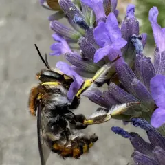 Eine Biene sammelt Nektar am Lavendel. Das Lavendel schneiden ist noch nicht dran, die Natur ist fleißig.