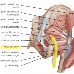 Anatomia miednicy: mięśnie pośladkowe, mięsień gruszkowaty i nerw kulszowy, biegnący w pobliżu mięśni przy kręgosłupie.