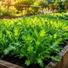Un orto rialzato pieno di giovani piantine di lattuga, illuminate dalla luce dorata del sole. La semina lattuga è appena iniziata.