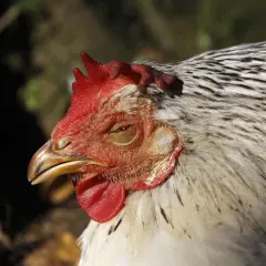 Nahaufnahme eines Huhnkopfes mit roten Kamm und Kehllappen. Das Huhn scheint müde zu sein, vielleicht wegen Kokzidien.